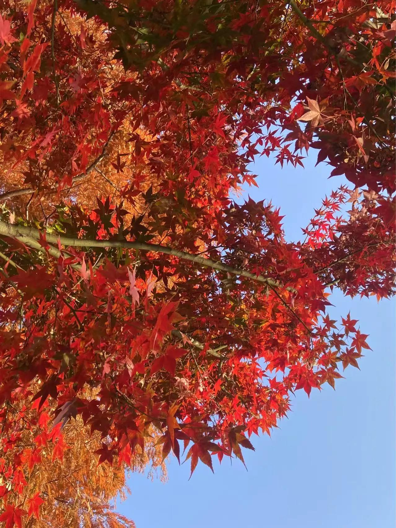 枫叶独特的美，像无数红色小星星一样映向天空，这浓重的油画色彩，让初冬的南京美成金