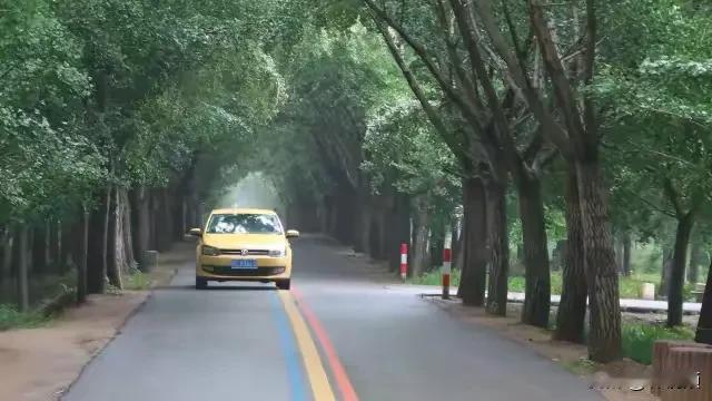这是一张随拍，地点位于江苏邳州银杏时光隧道