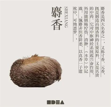 《甄嬛传》里让嫔妃闻之色变的麝香，居然是深褐的硬实小颗粒？原以为是轻飘飘的细粉，