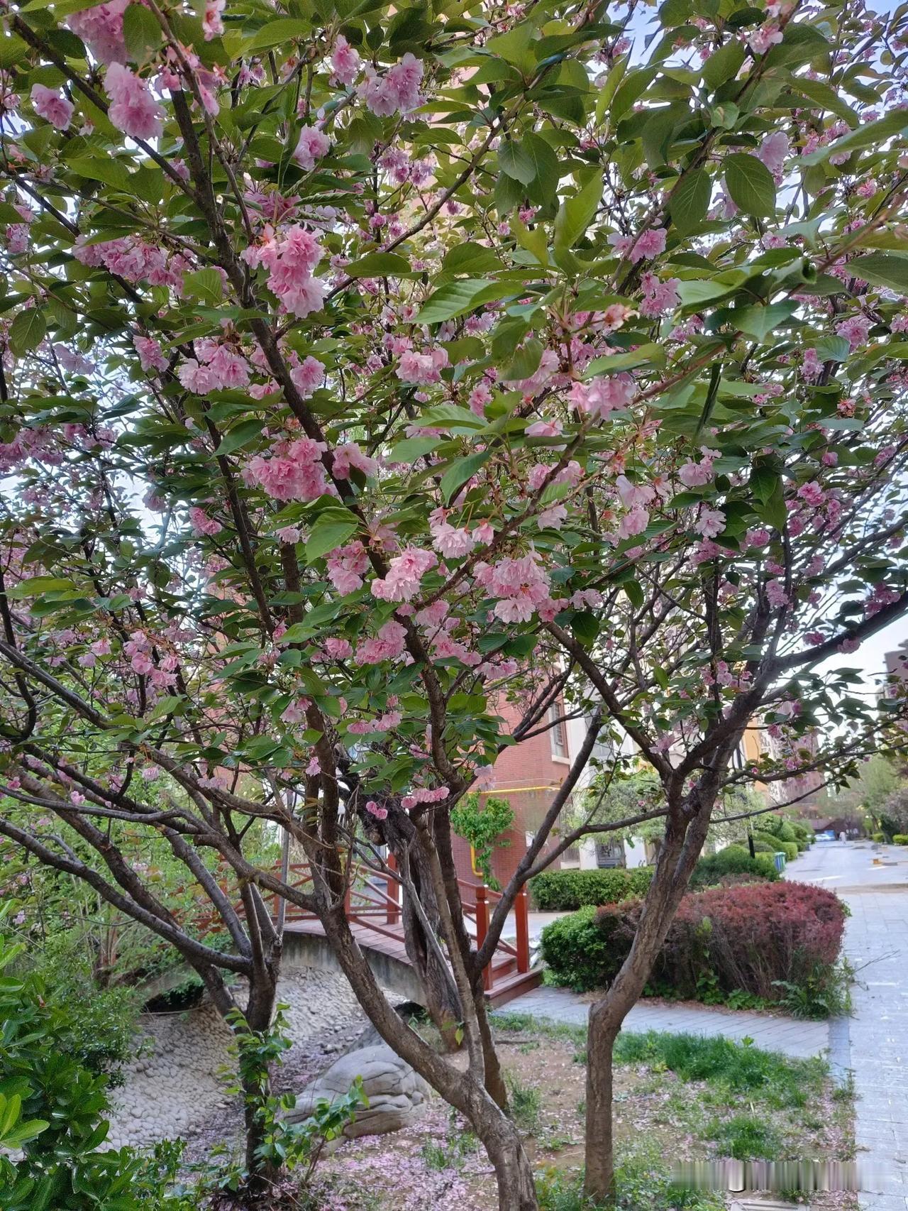 春雨过后
一阵风吹起
海棠谢幕
樱花落尽
紫藤摇曳生姿
黄刺玫迎来
属于它的春天