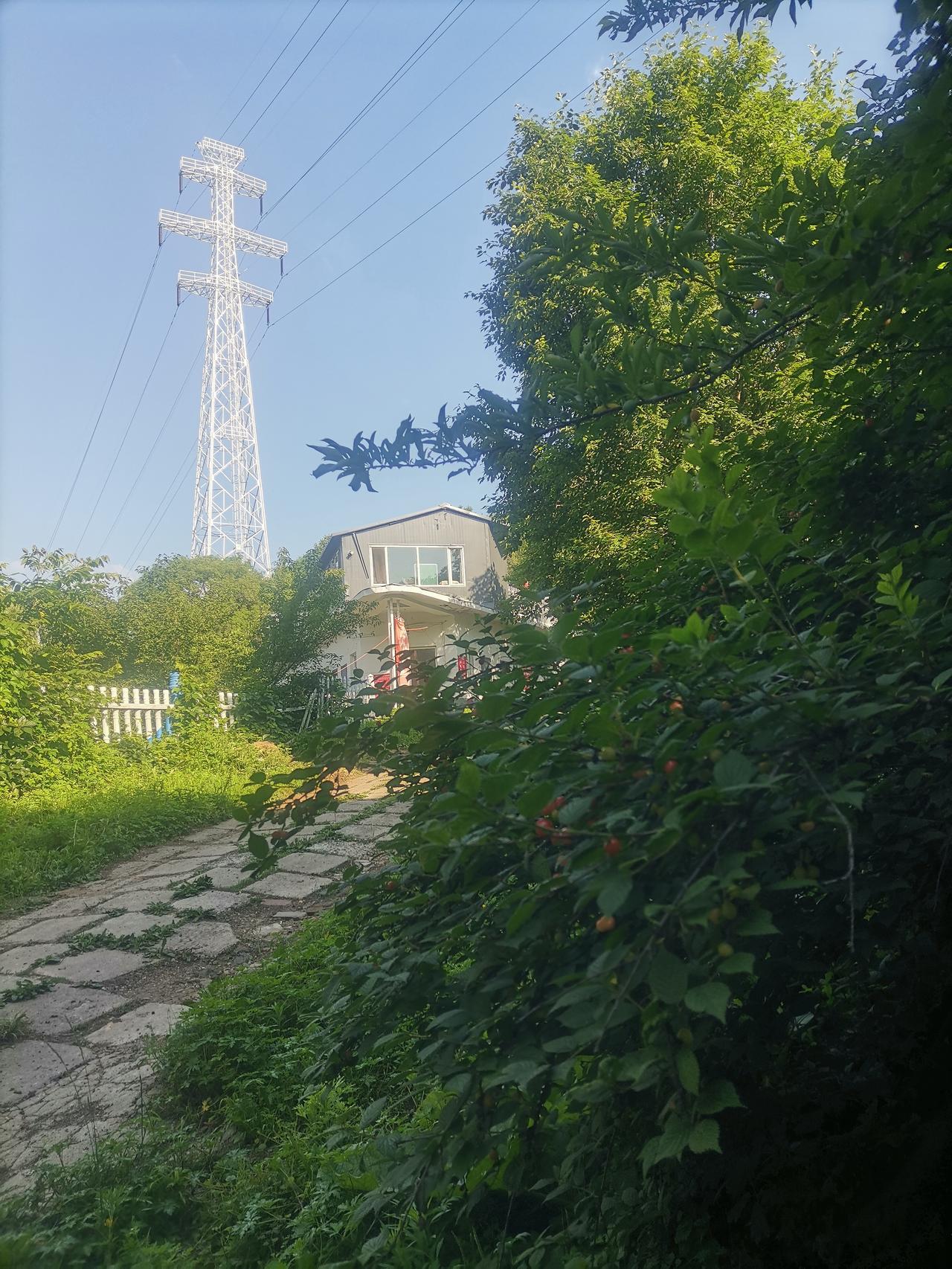 《活久见掛满樱桃的乡间小路》
活了六十六年还是第一次见到，一个乡村小路两边长满几