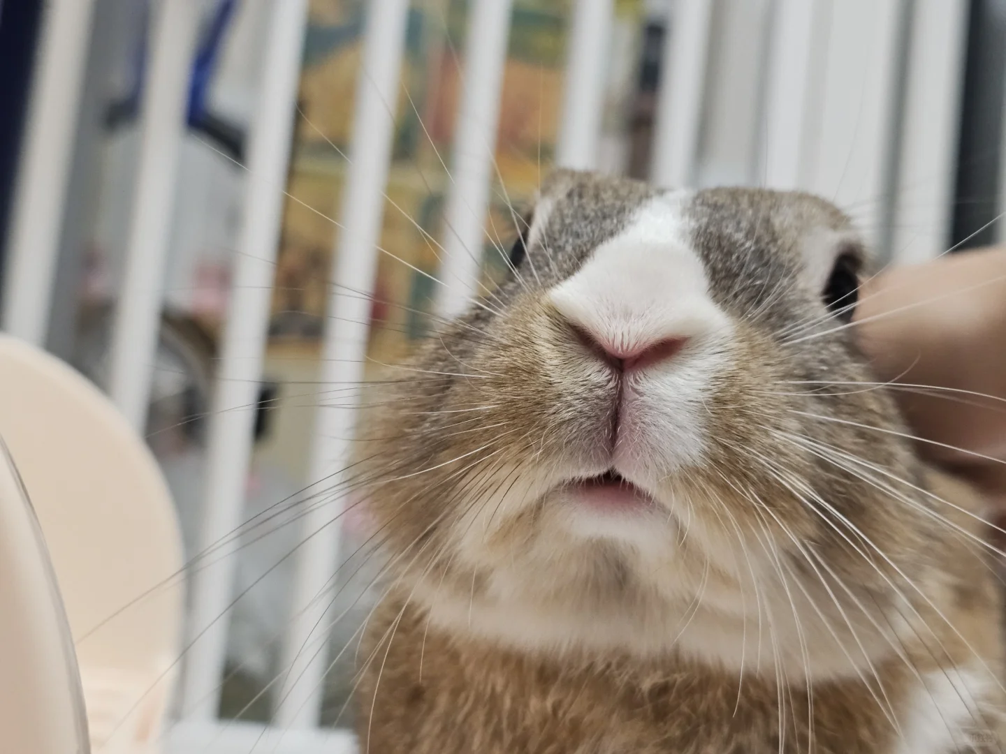 哦莫圆圆小脑袋