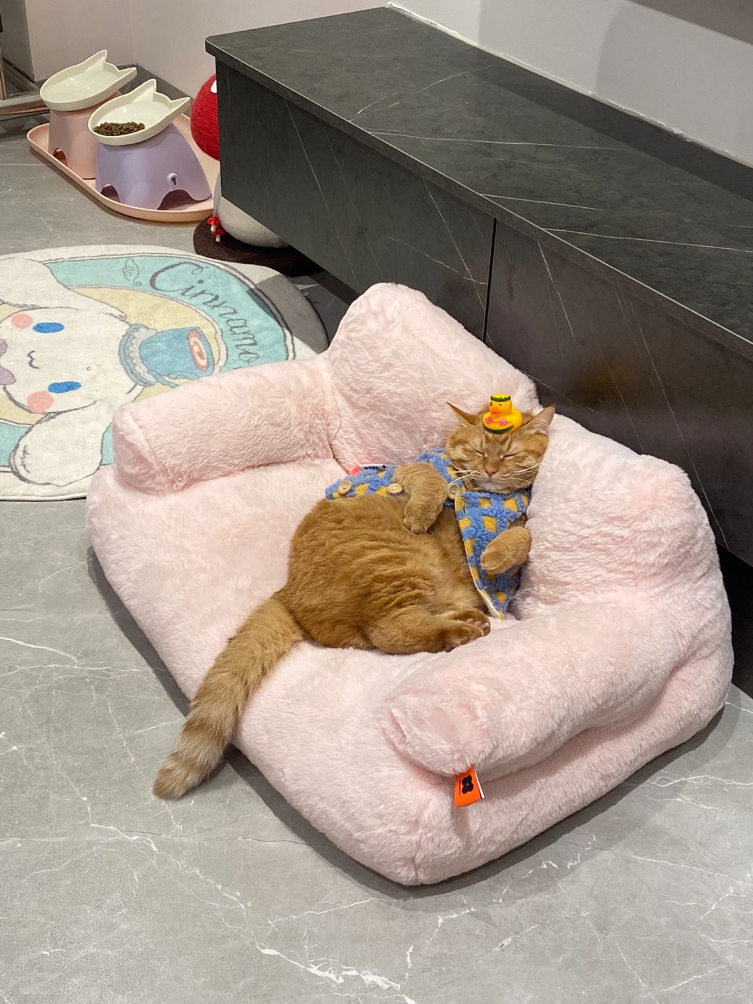 快进来分享你最爱的猫窝！
