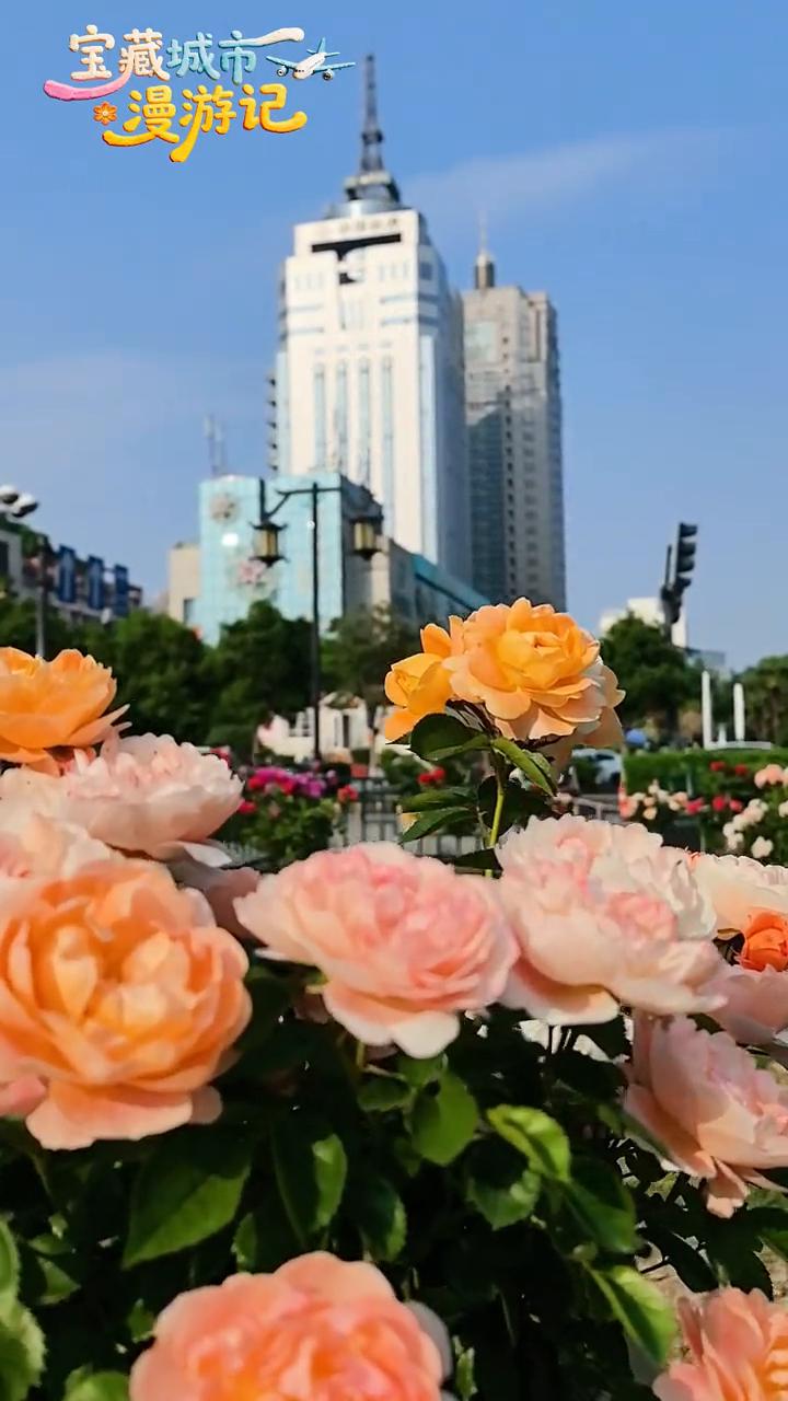 宝藏城市漫游记：地标处的春天。
洛阳周王城广场地铁站出站见花。