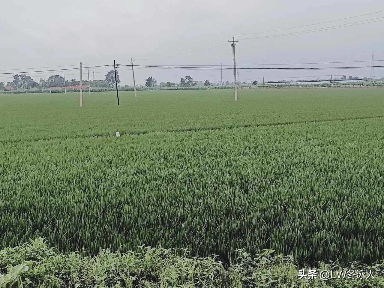丹东的稻田里一片绿油油呀！禾苗长势喜人。这个季节满眼的绿色，十分养眼。
禾苗青青