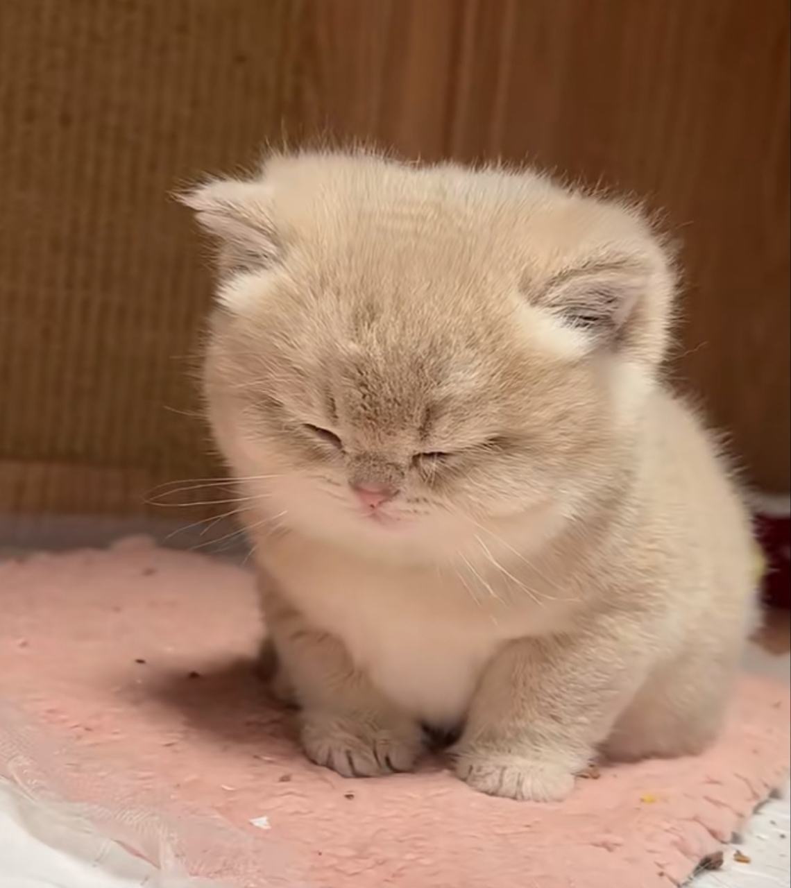 审妞积累 ​​​