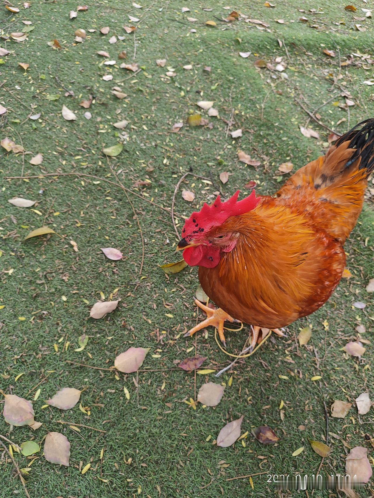 溜达个大公鸡，好久没见那女人了，一见面就各种对我冷嘲热讽，让我出去找人，别成天在
