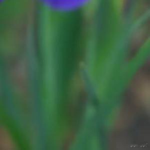 每日一善每日一善  拥有宁静的心灵，才能发现意想不到的美。只要心是晴朗的，人生就