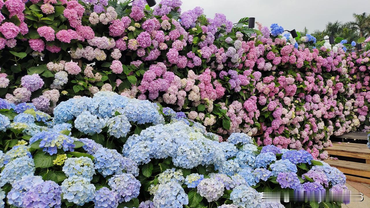 花花世界，令人眼花缭乱，这个以花为主题的庭院设计展，给人耳目一新的感觉，奇花异草