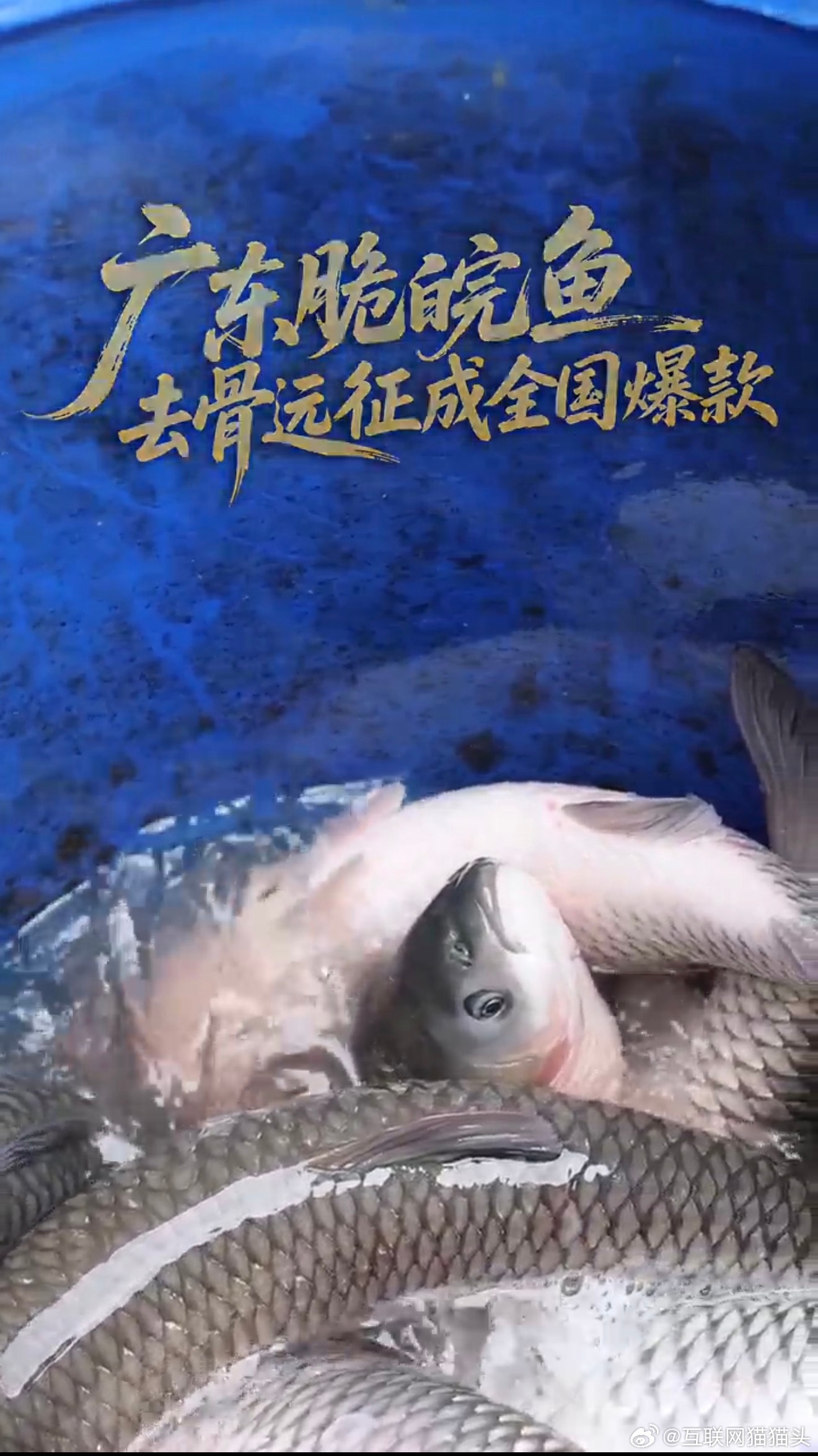 脆鲩鱼为什么突然火了一条草鱼的蜕变之路！120天吃蚕豆练肉，16天清水断食瘦身，
