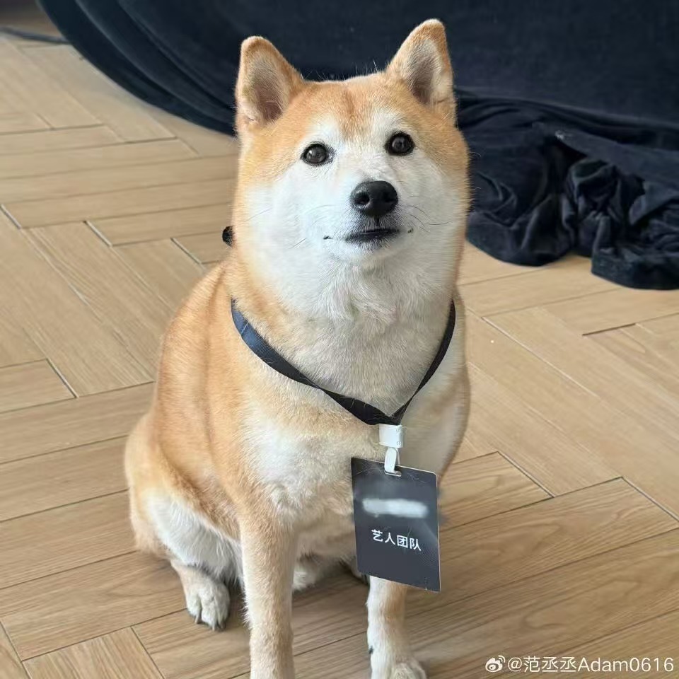 范丞丞的狗狗有艺人团队证范丞丞混入小狗局范丞丞的狗狗有艺人团队证，不错不错， 