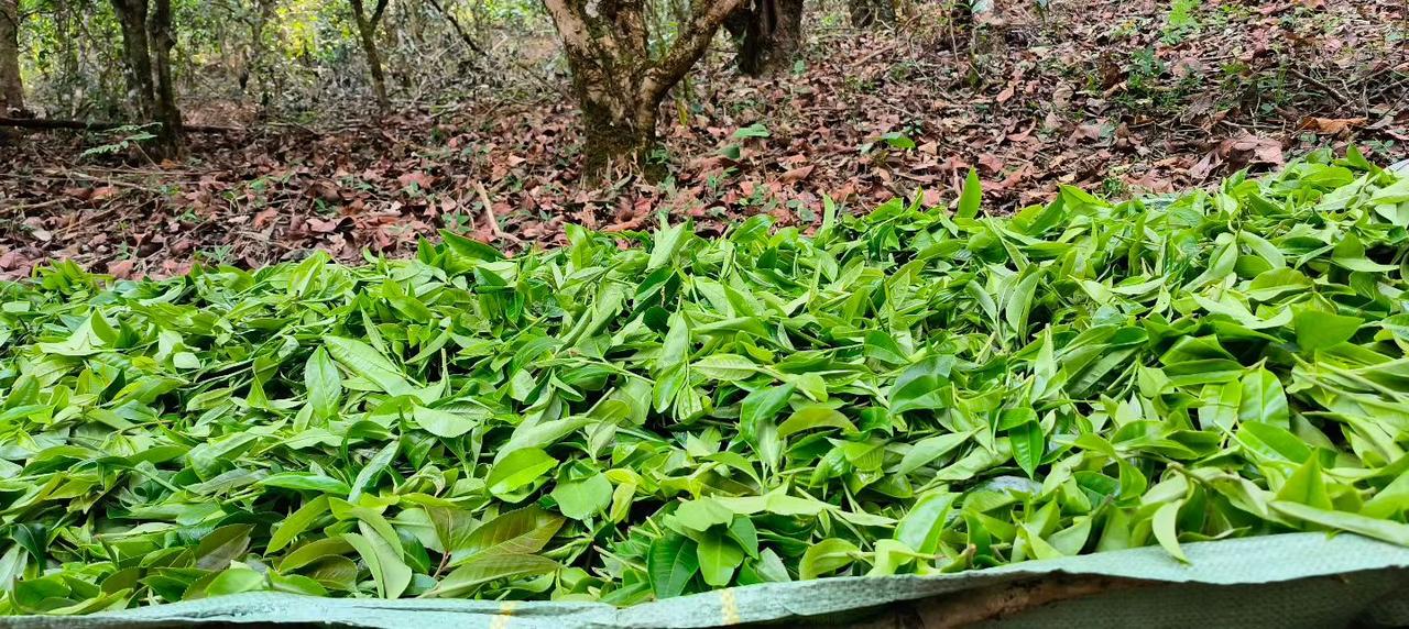 好兄弟👬做好茶值得信赖
古茶树下闻着香香的鲜叶🍃
储存下来的古茶🍃真的好喝