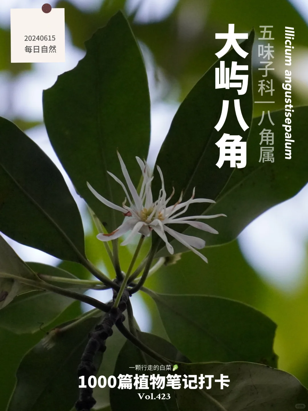 植物笔记423 | 下午不能出门看花，来这看吧