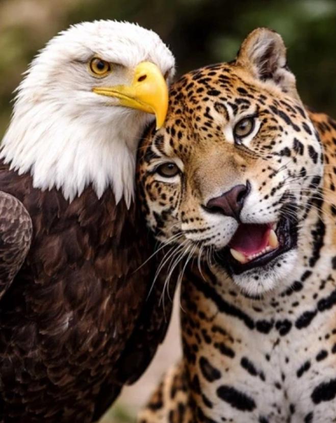 哥伦比亚总统与特朗普通话后发布了美洲豹与白头海雕合影。从这张图片来看，这是“哥俩