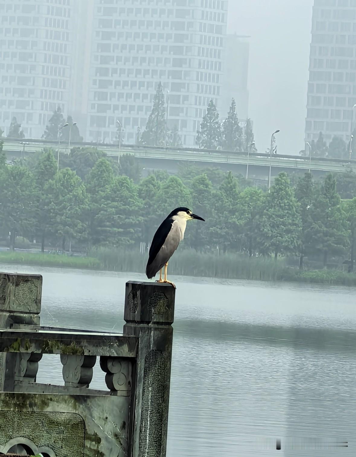 独行侠