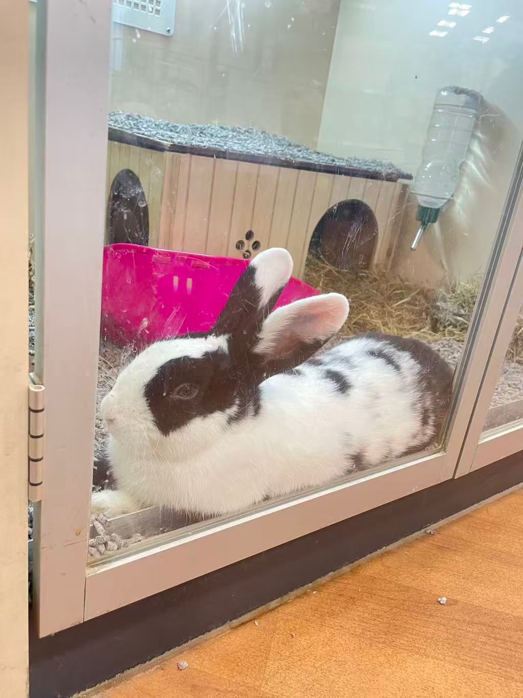 兔兔🐇 