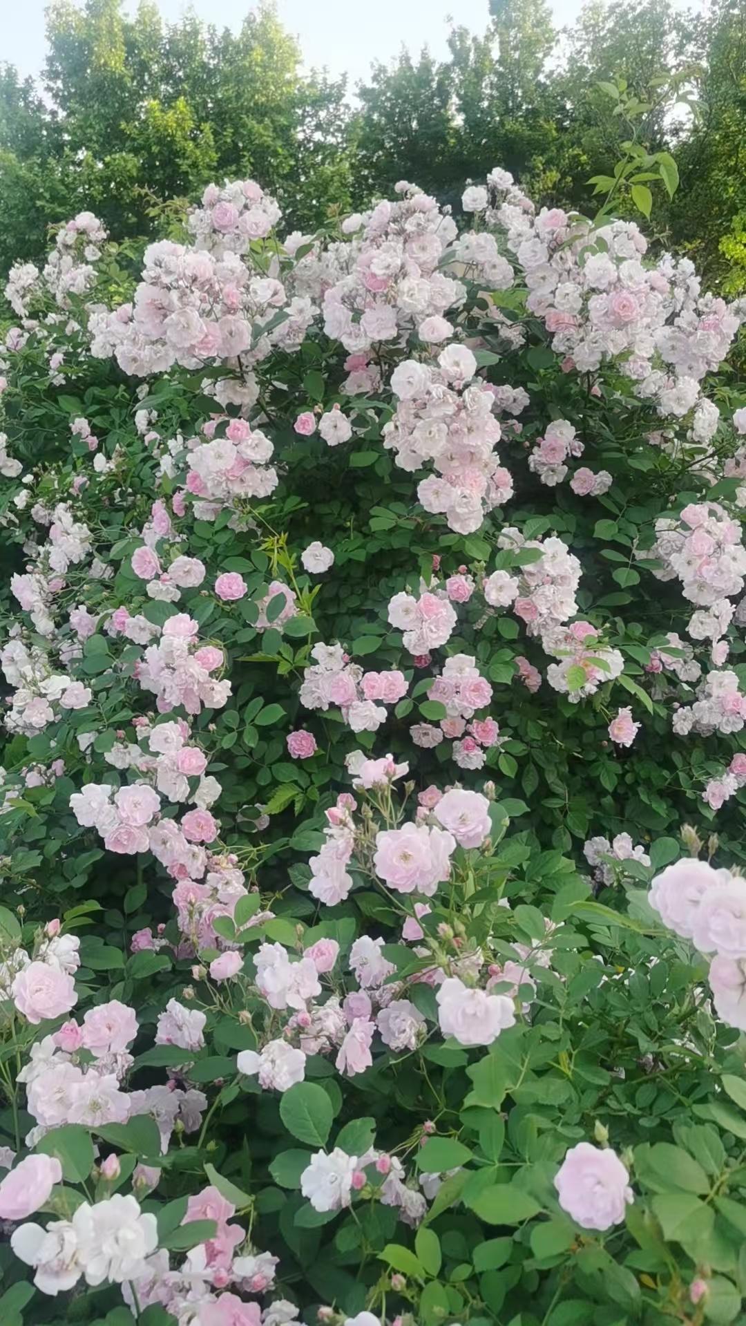 有没有漂亮的花朵图片嘉兴市植物园月季花盛开。