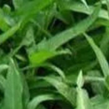 空心菜种植方法：1️⃣催芽：种子泡水4小时.种子喝饱水分能更快发芽（种子不要泡过