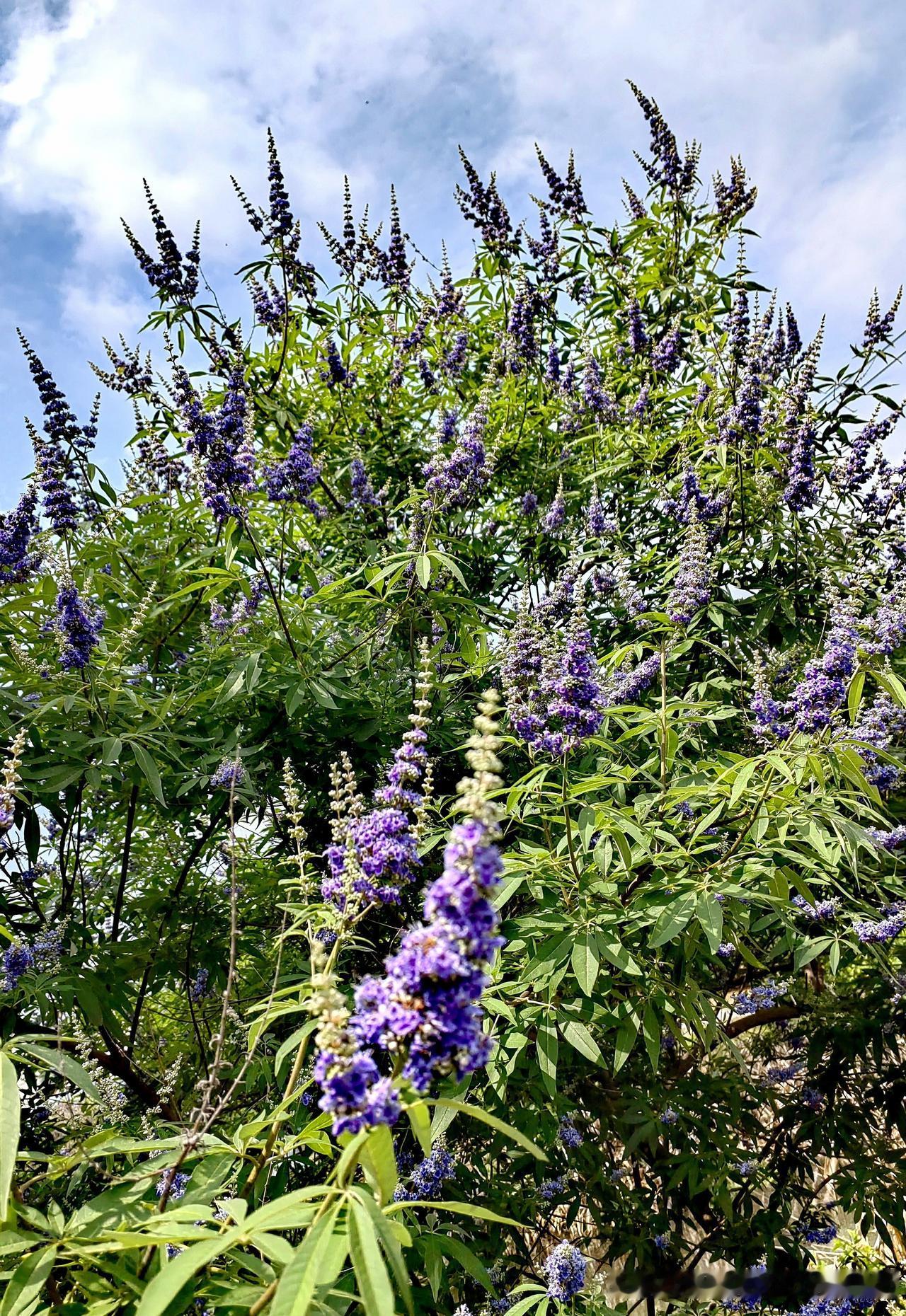 [玫瑰][玫瑰]分享我拍的穗花牡荆。这花颜值超高，淡紫色的小花密集地长在花穗上，