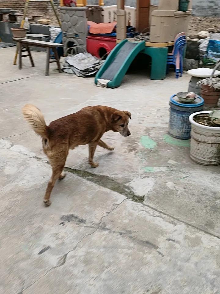 晒萌宠日常两只小狗在院子里撒着欢，一个沉稳张望，一个埋头探索，连泥土都沾着春日的