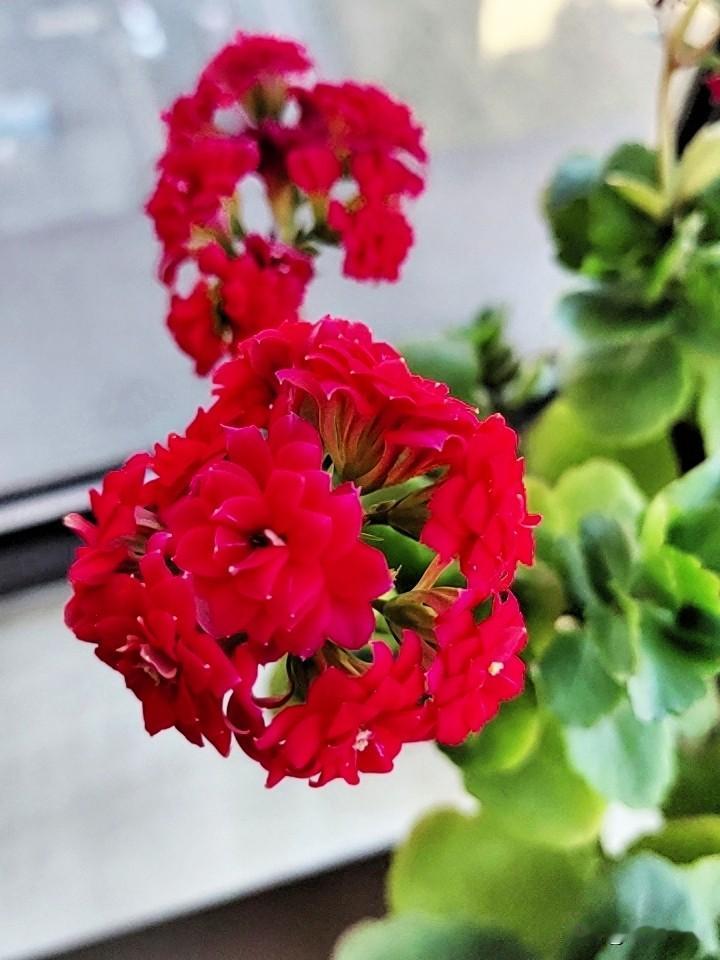 友一起对对联喽！
每天头条来打卡，
动手动脑人灵活。

[玫瑰][玫瑰]《原创》