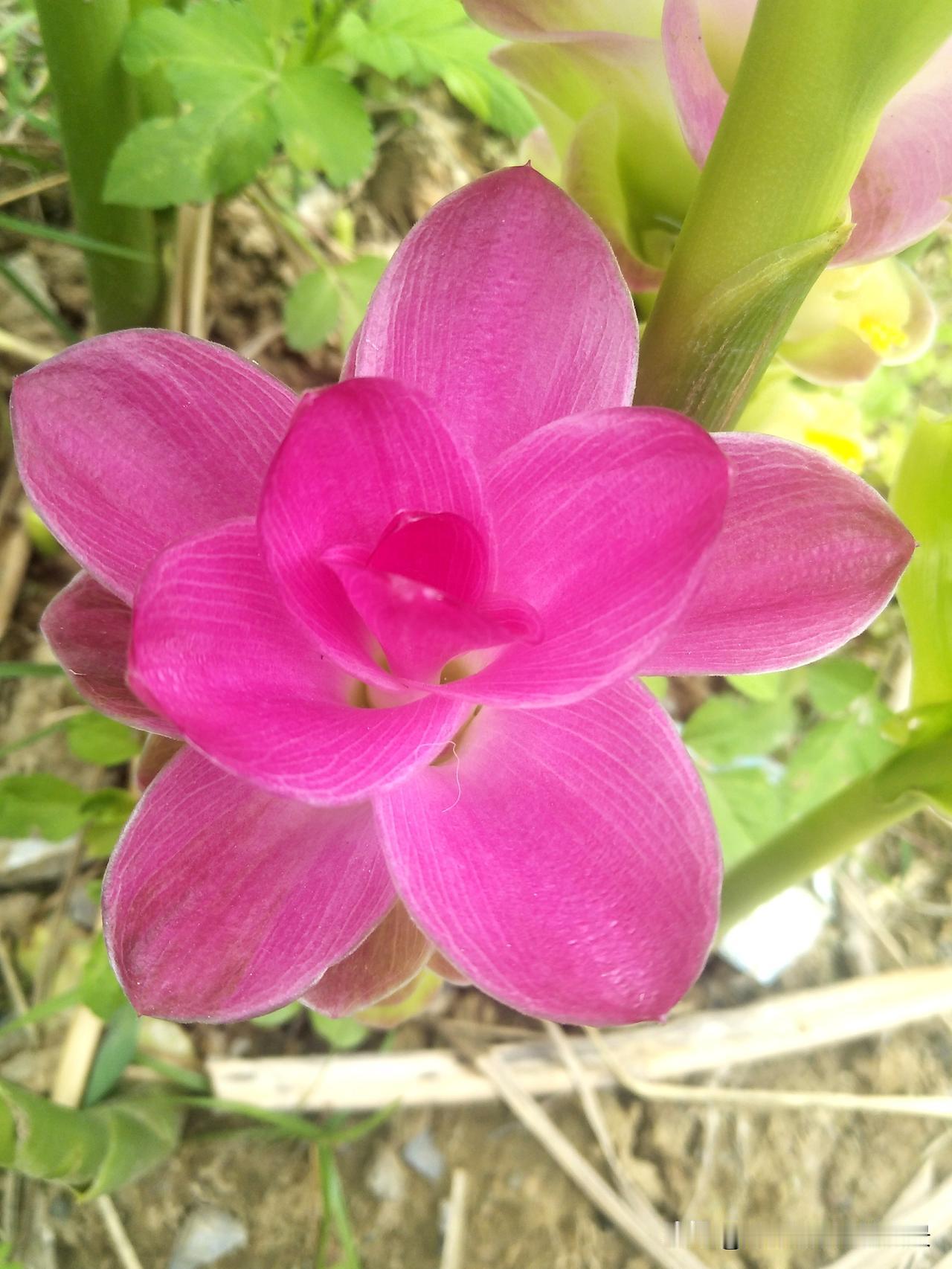这么美的花儿，怎么抗拒得了？