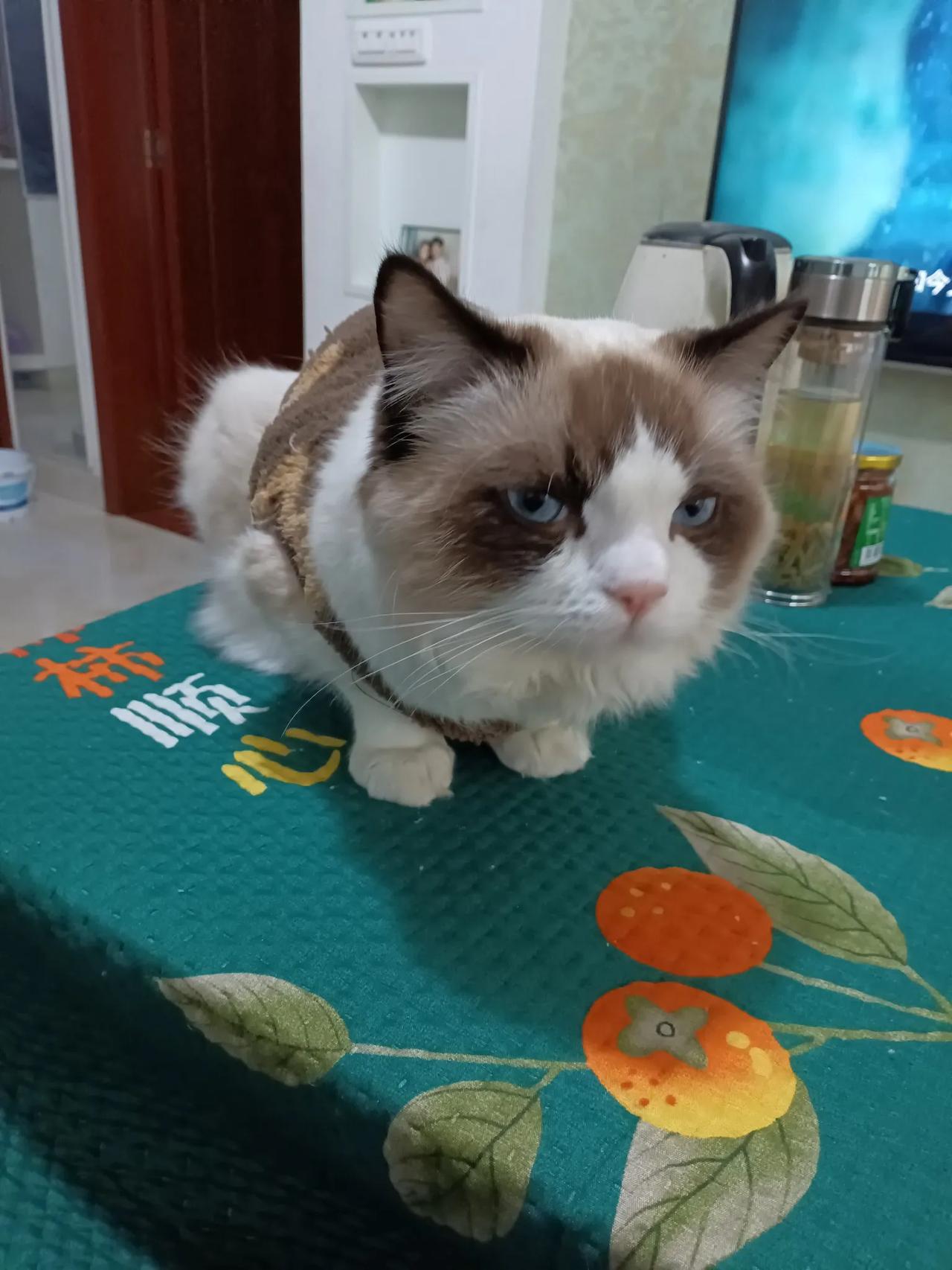 取经的目的是唐太宗为了长生，如果唐太宗知道唐僧肉可以吃，直接把唐僧炖了，团队全部