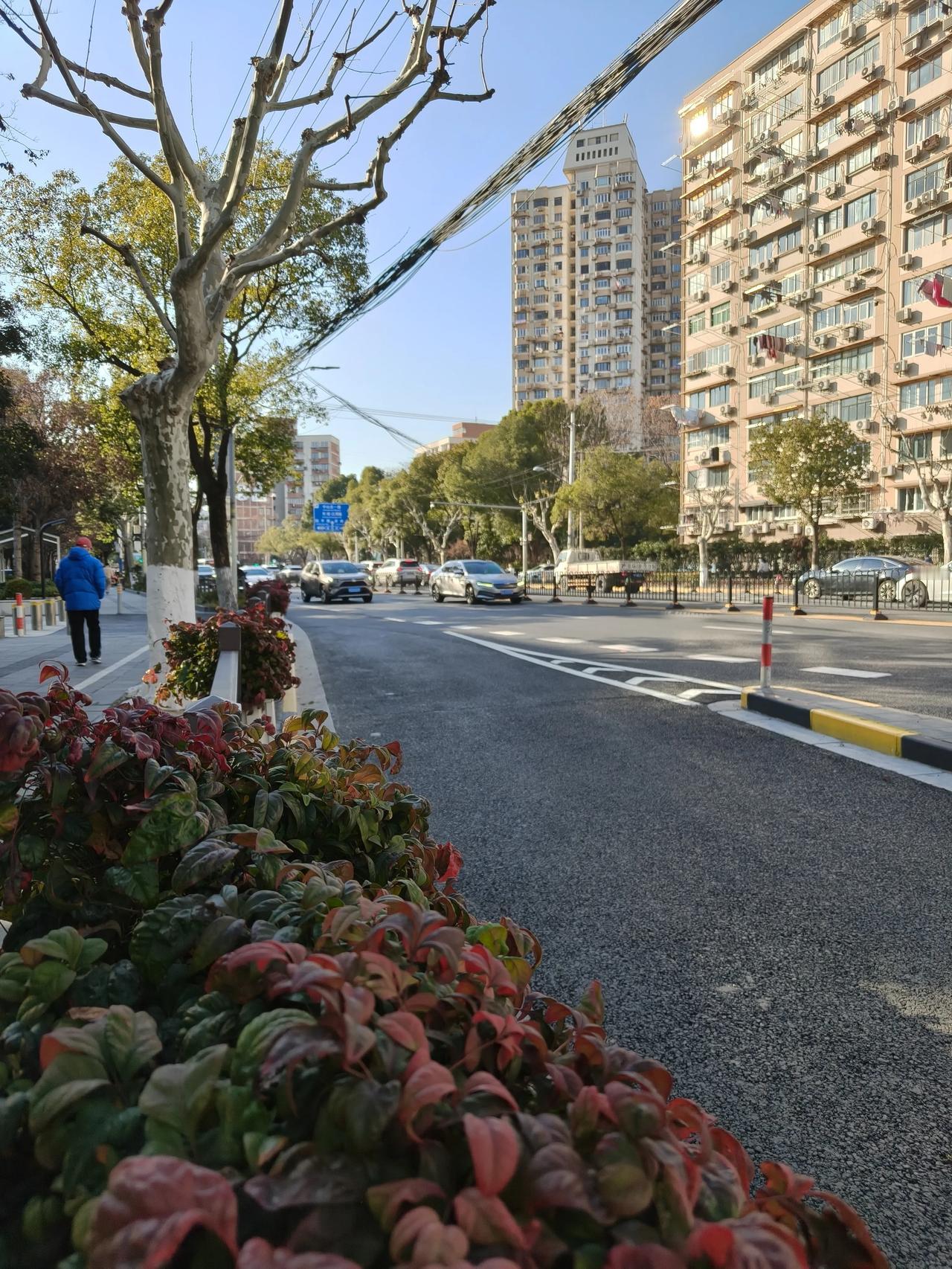 鲁迅公园走一圈

冬日散步随手拍

实景图分享！

腊梅，梅花，月季🌹