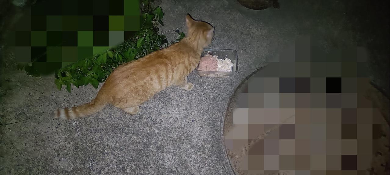 这只落单的小橘猫(图一)被打怕了，彻底不敢靠近投喂点了，每次都躲在隐蔽角落等我，