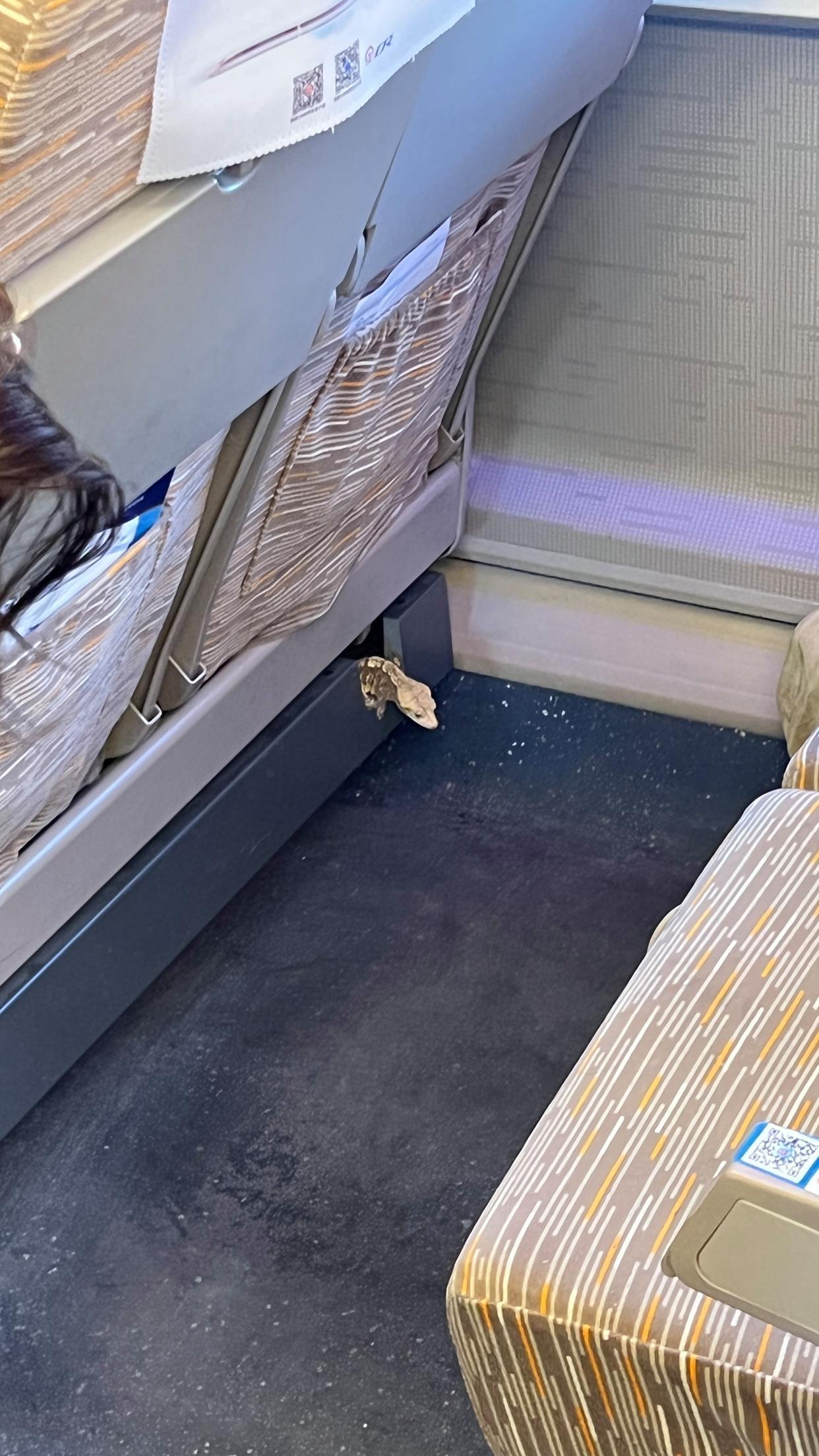 近日，有网友杨先生反映，2月2日其妻子乘坐G481次高铁从郑州前往成都时，座位下