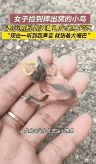 “万物皆有灵性！”山东烟台，一女子捡到摔出窝的小鸟，看着它可怜。换作旁人可能就走