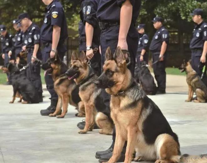 一位工作了30年的训犬师告诉我，90%的警犬，一辈子都是单身狗，正常服役8年，既
