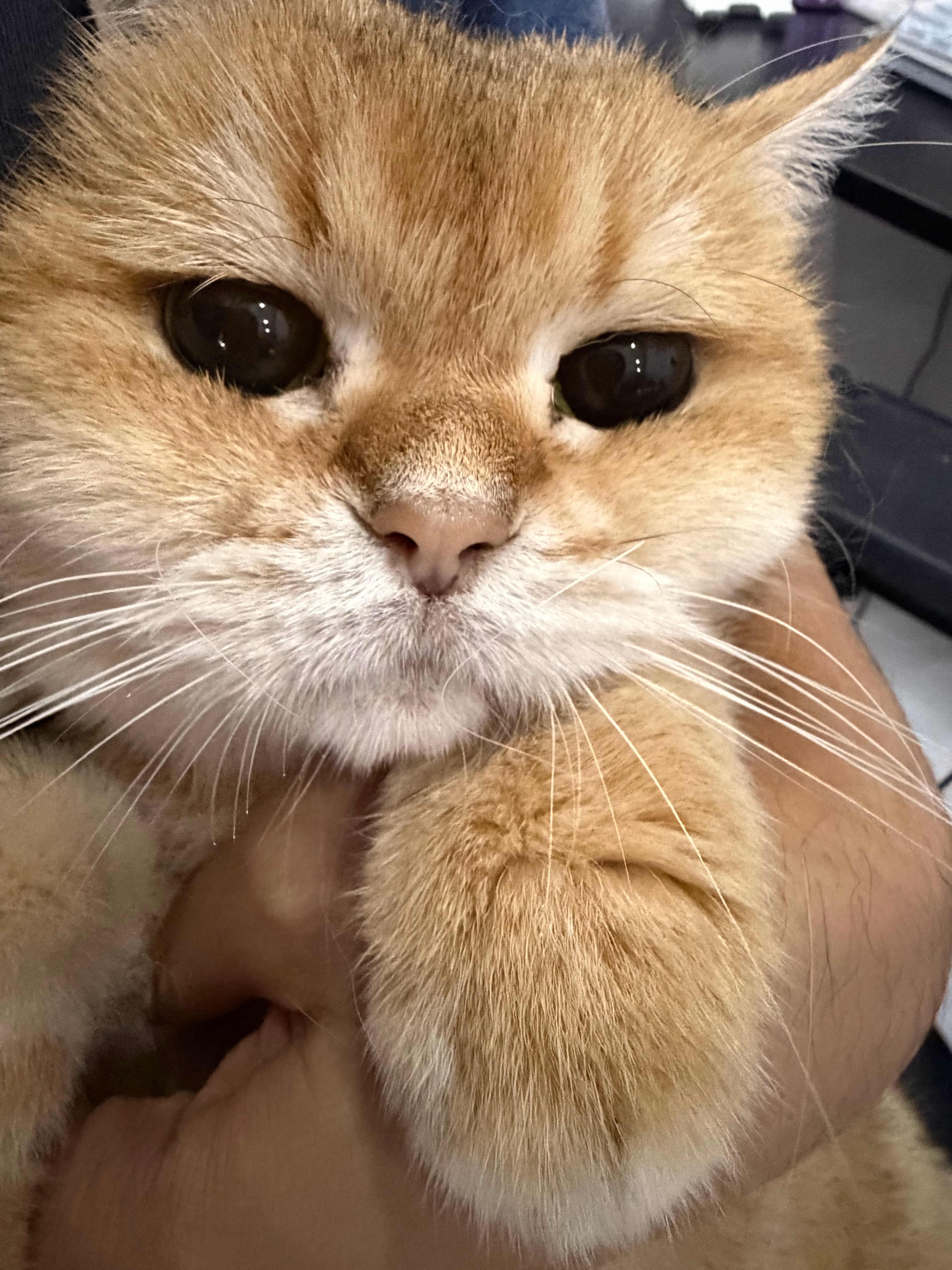 猫宁！我觉得人对咪的要求还是太高了，咪已经不年轻了，人都有花期更何况是咪呢？