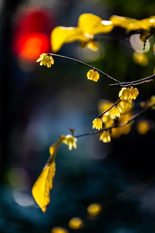 AI妙生图几枝腊梅报春来。