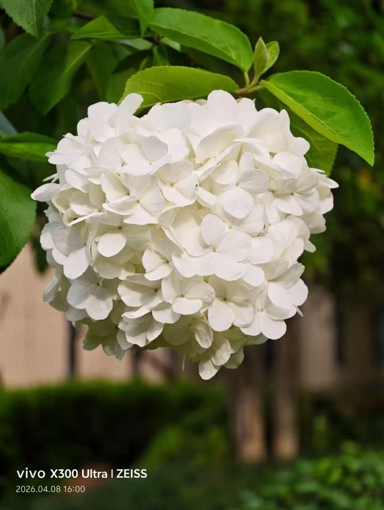 光影在绣球花上施展魔法，同一株花，每时每刻都在变换色彩，静候懂它的人观赏……