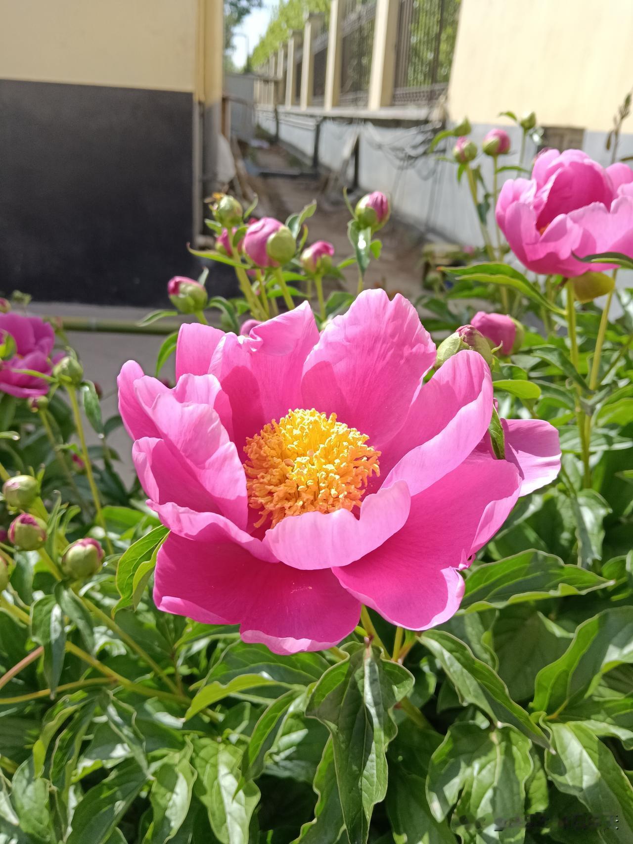 您有没有发现，这些几乎是女人的通病！
她独自在家时，洗衣服、打扫卫生干劲十足，嘴