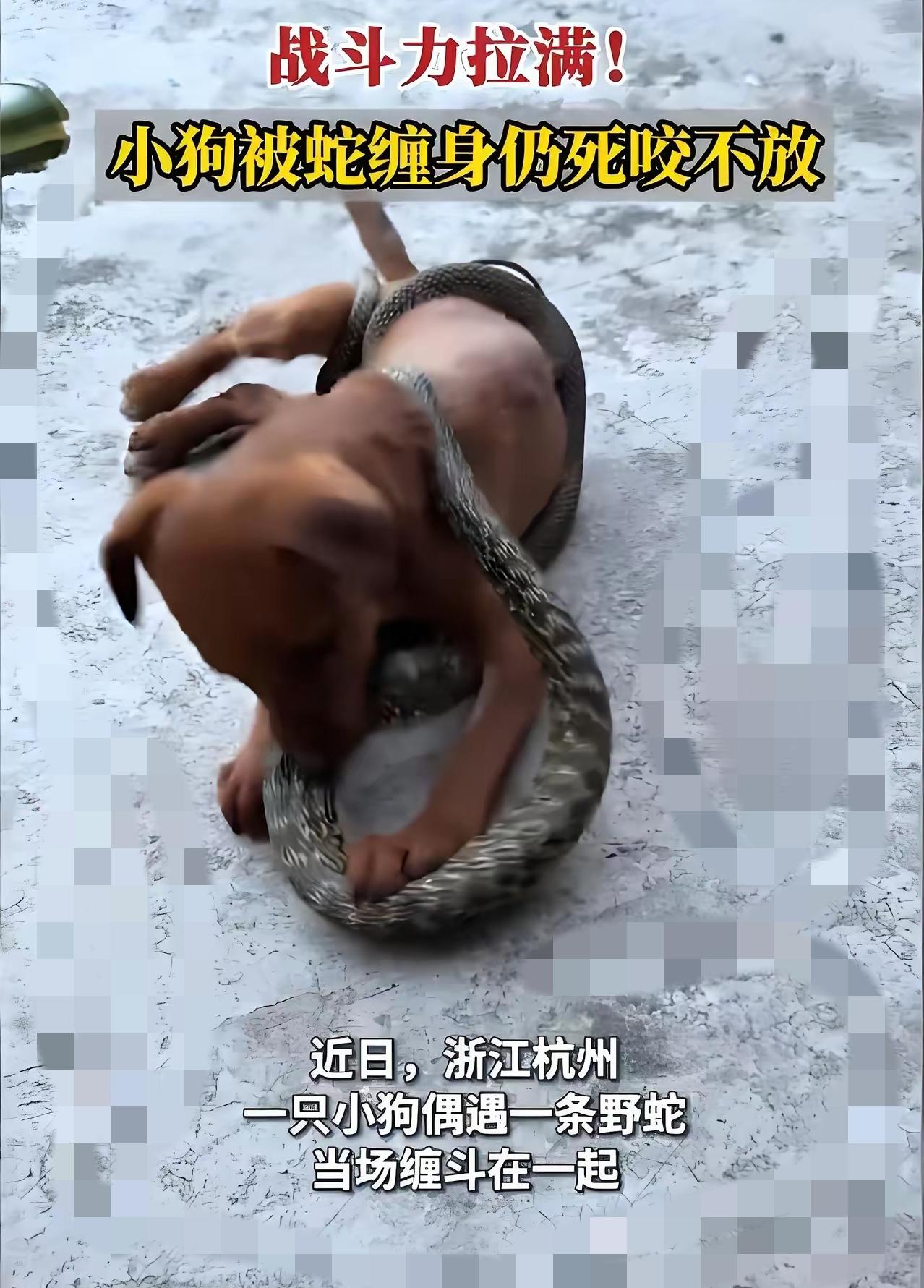 正文
 
杭州热搜一幕着实揪紧无数网友的心，不少人感慨狗狗勇猛护主，可在我看来，