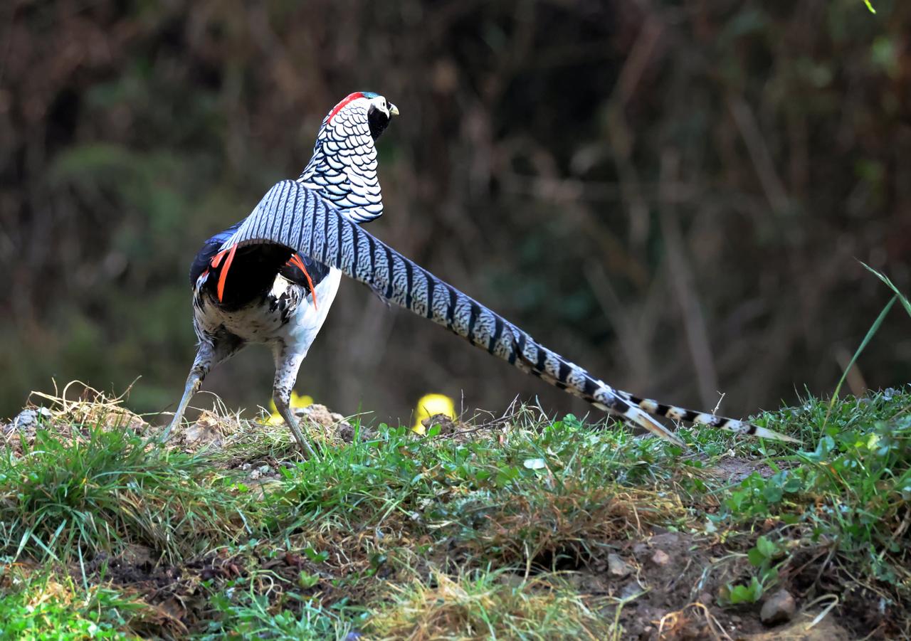 花样锦鸡！
       马年首次拍到白腹锦鸡。尽管以往拍过它多次，但元宵节刚过