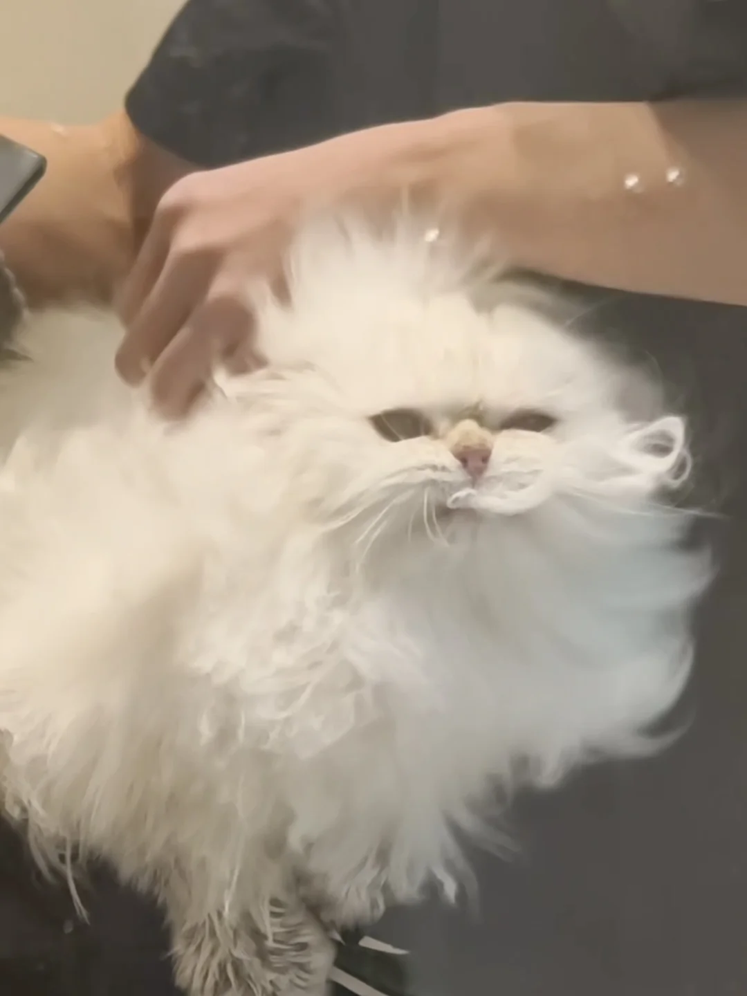 长毛猫的体面，全靠一口口吃的撑着！～
