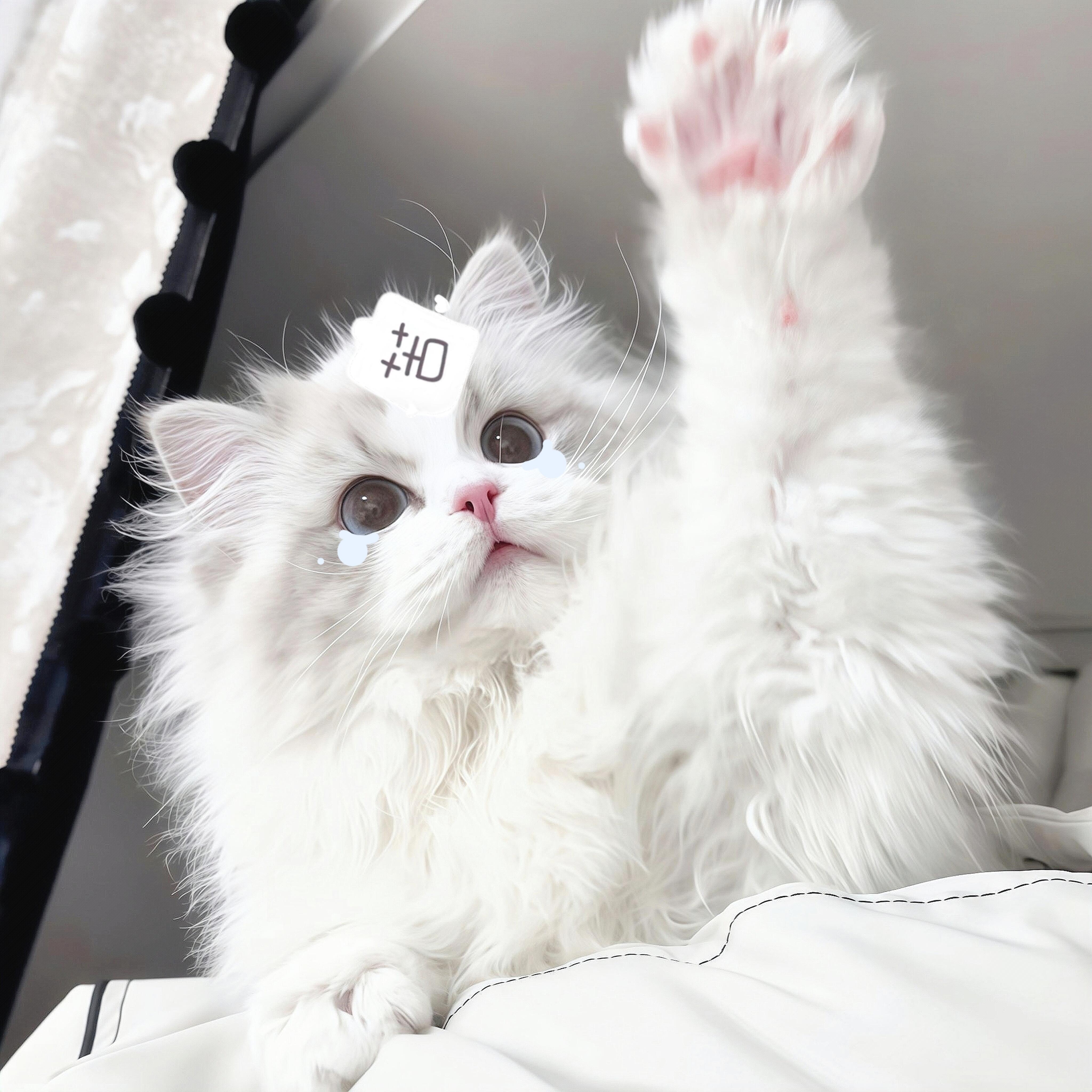 你不应该灰蒙蒙的^>⸝⸝⸝⸝<^萌｜小猫｜头像｜审美积累｜萌宠 