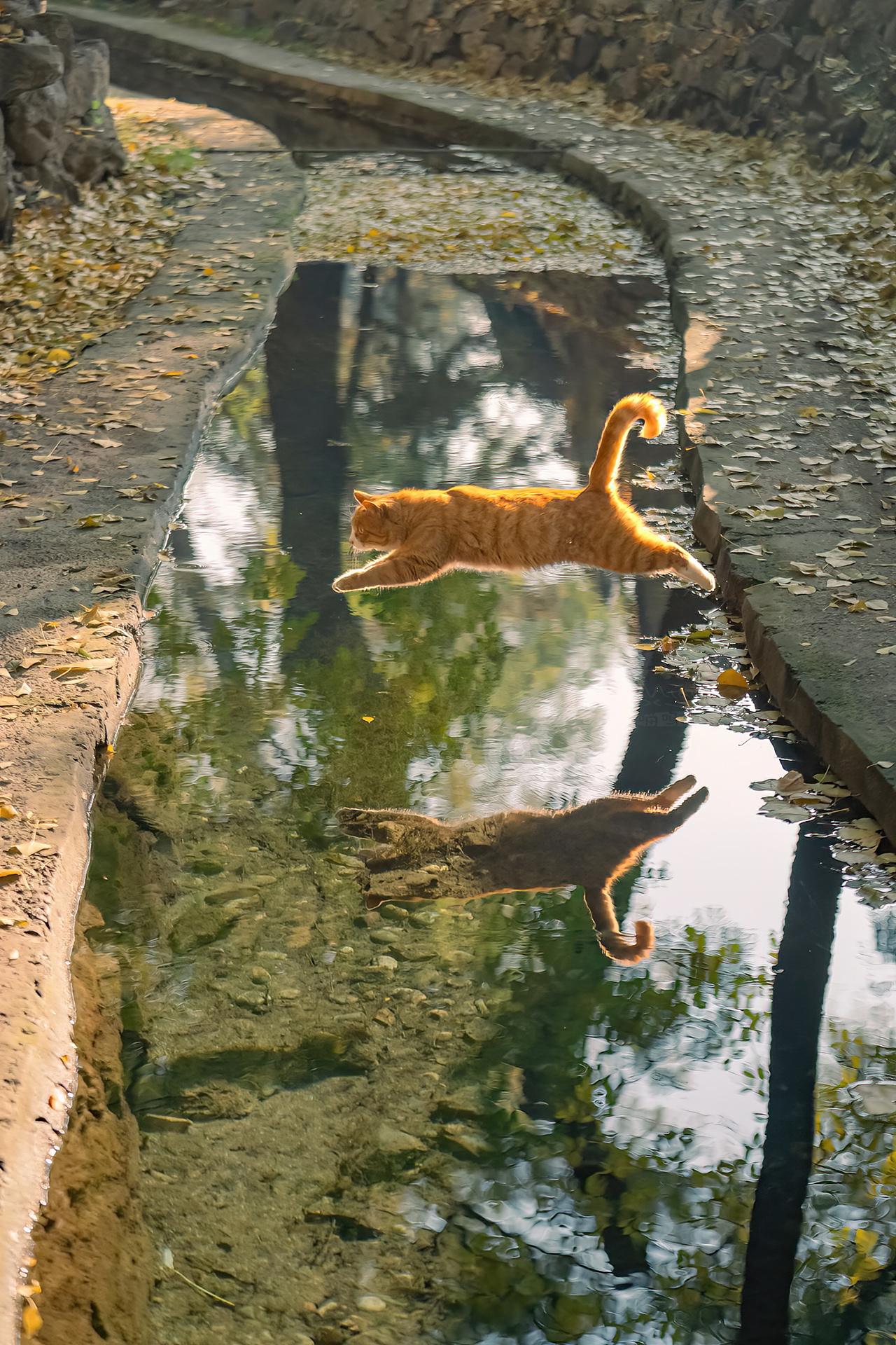 山西古建里，拍到了凌波飞猫。猫猫飞跃水面，还是首次拍到。对影成双猫，一...