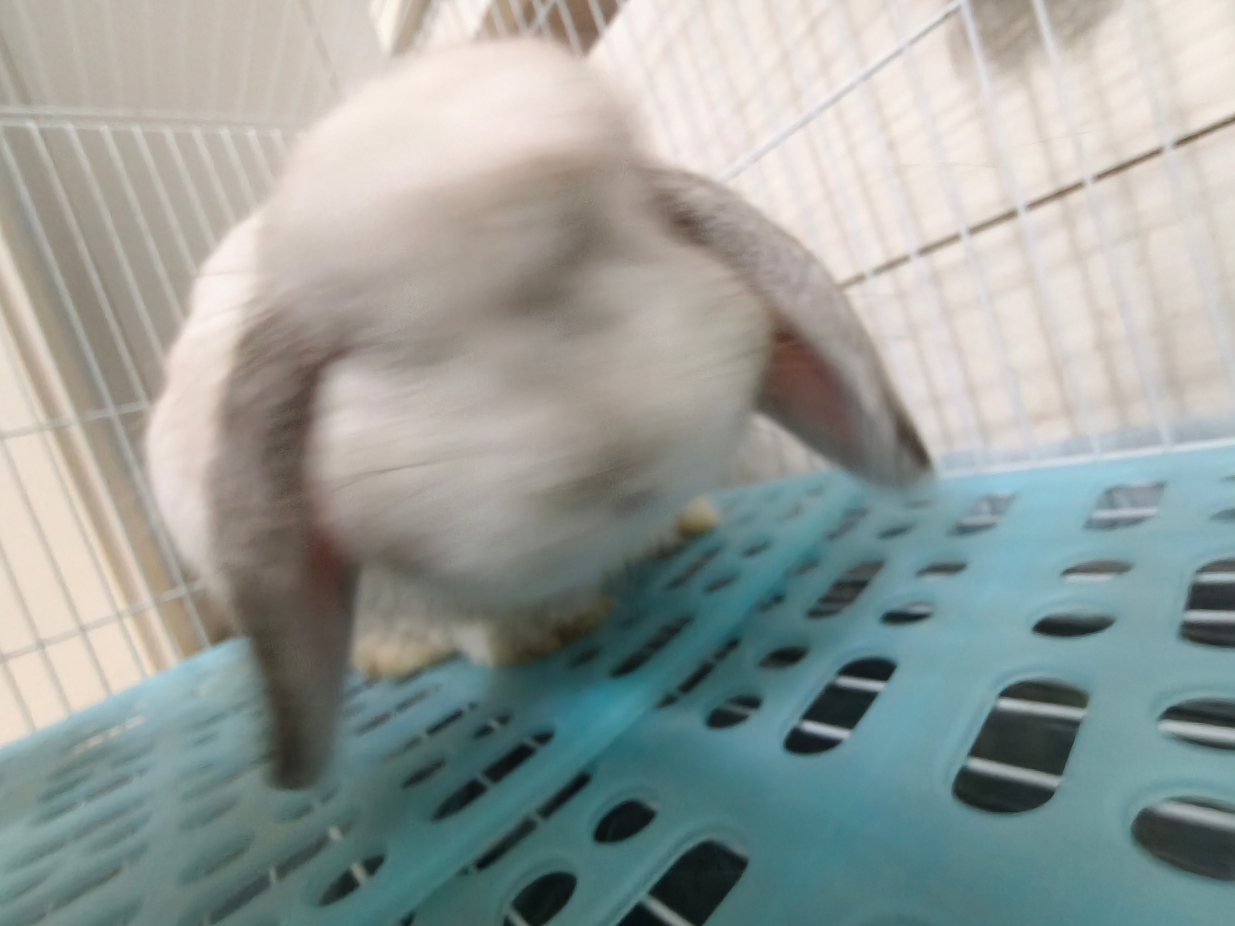啊哈哈哈哈哈哈麻麻不是故意的
