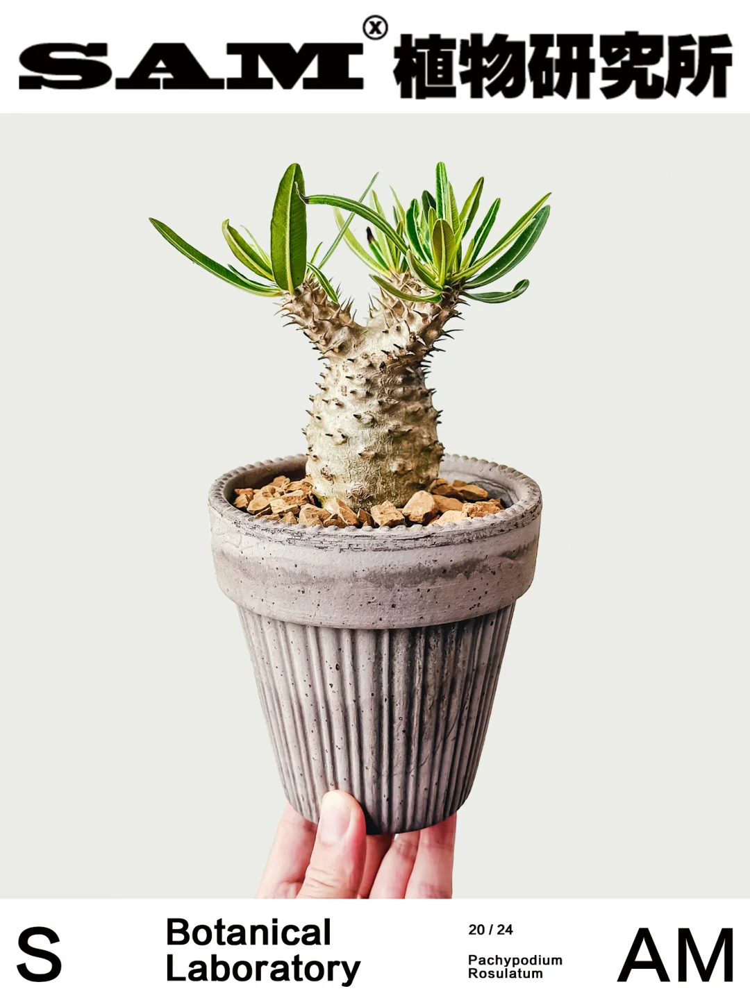 园艺象牙宫｜Pachypodium Rosulatum var. gr
