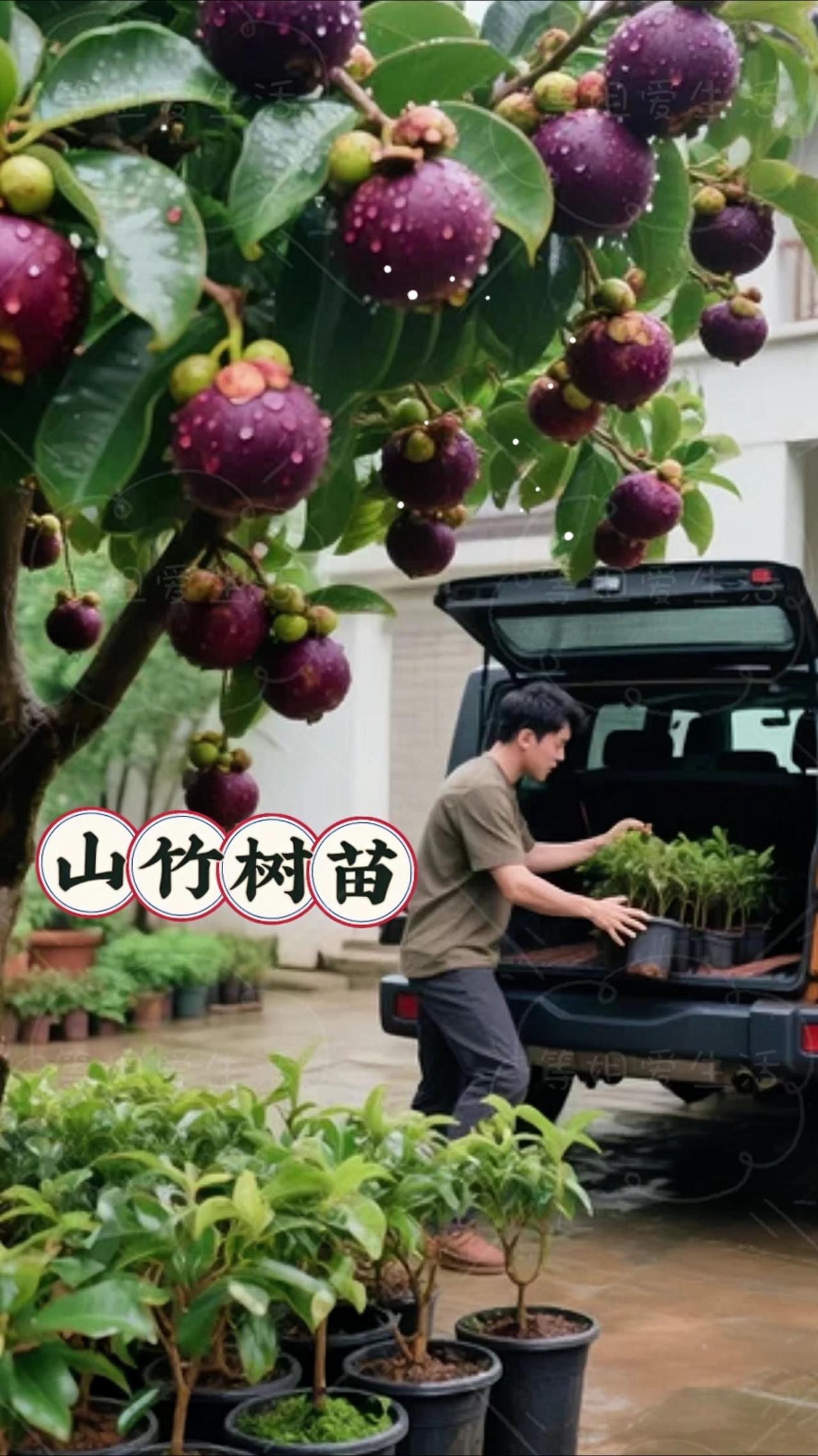 山竹苗：热带果园的优雅使者

这株来自热带雨林的小树苗，带着油亮革质的叶片，新生