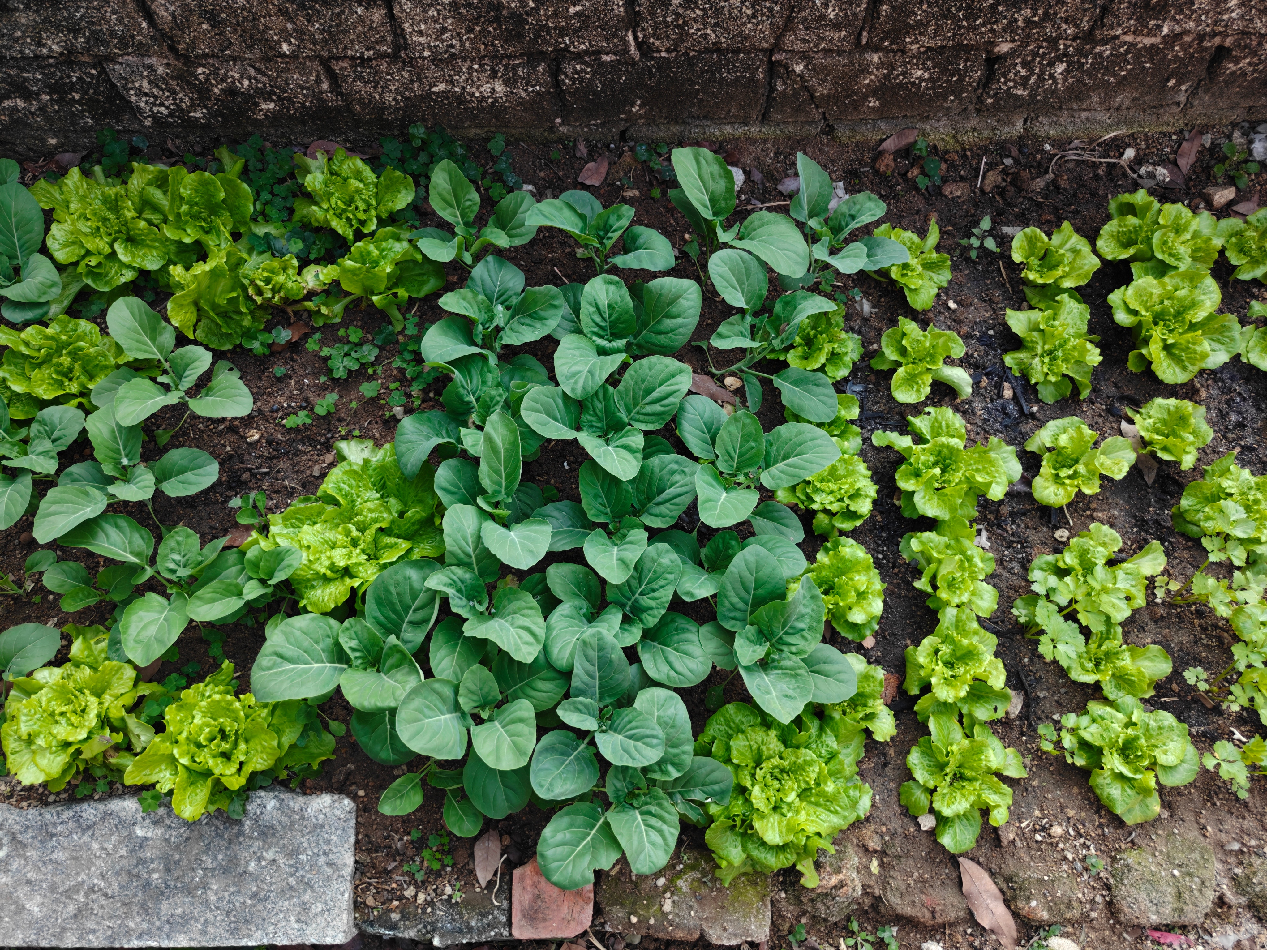 🚫 禁止偷菜！！！这个长到春节的时候能不能刚好吃上