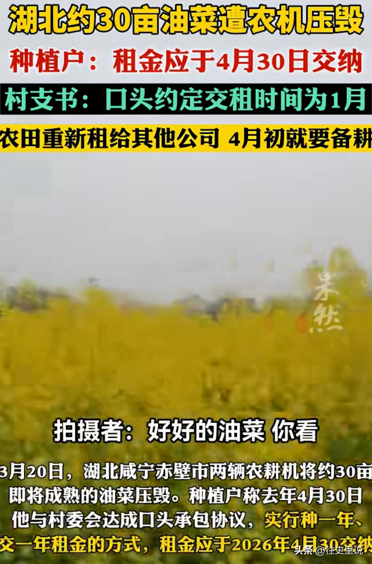 “有必要吗？”湖北咸宁，农户自家种的30亩油菜花马上就能收了，却有人开来两辆农耕