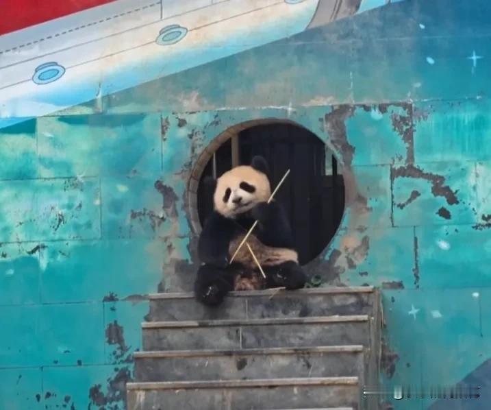 哎呀妈呀，这也太可爱了吧！像不像坐在幼儿园门口等妈妈来接的小朋友？奶呼呼的，太惹