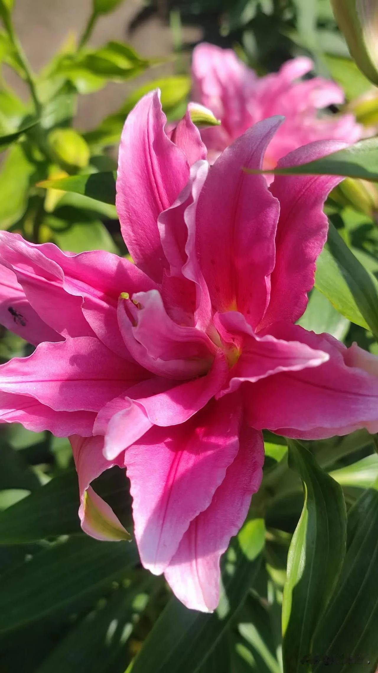 以花为友，交换一张你相册里的鲜花[作揖]