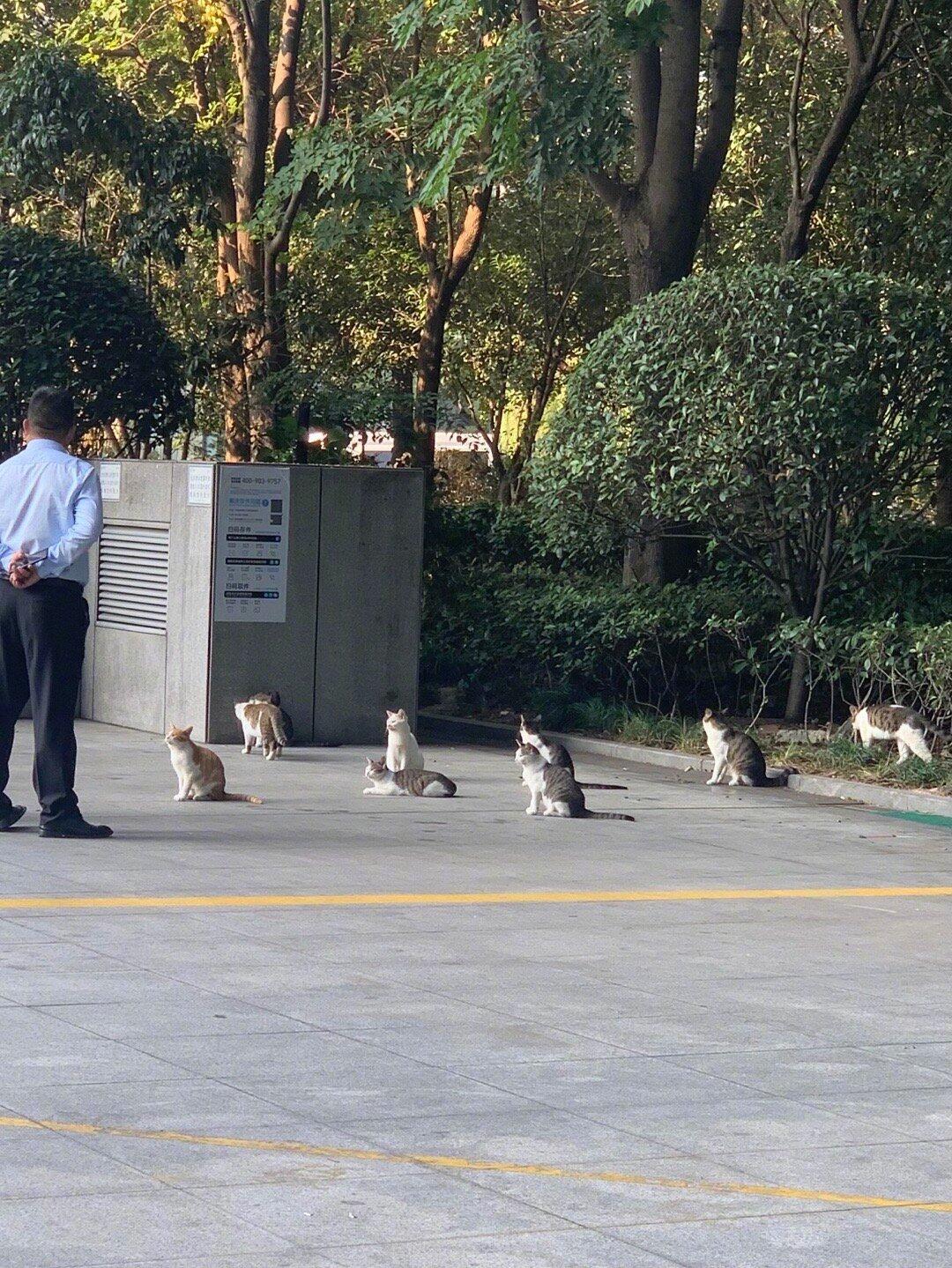 喵喵安保队也要开早会 ​​​