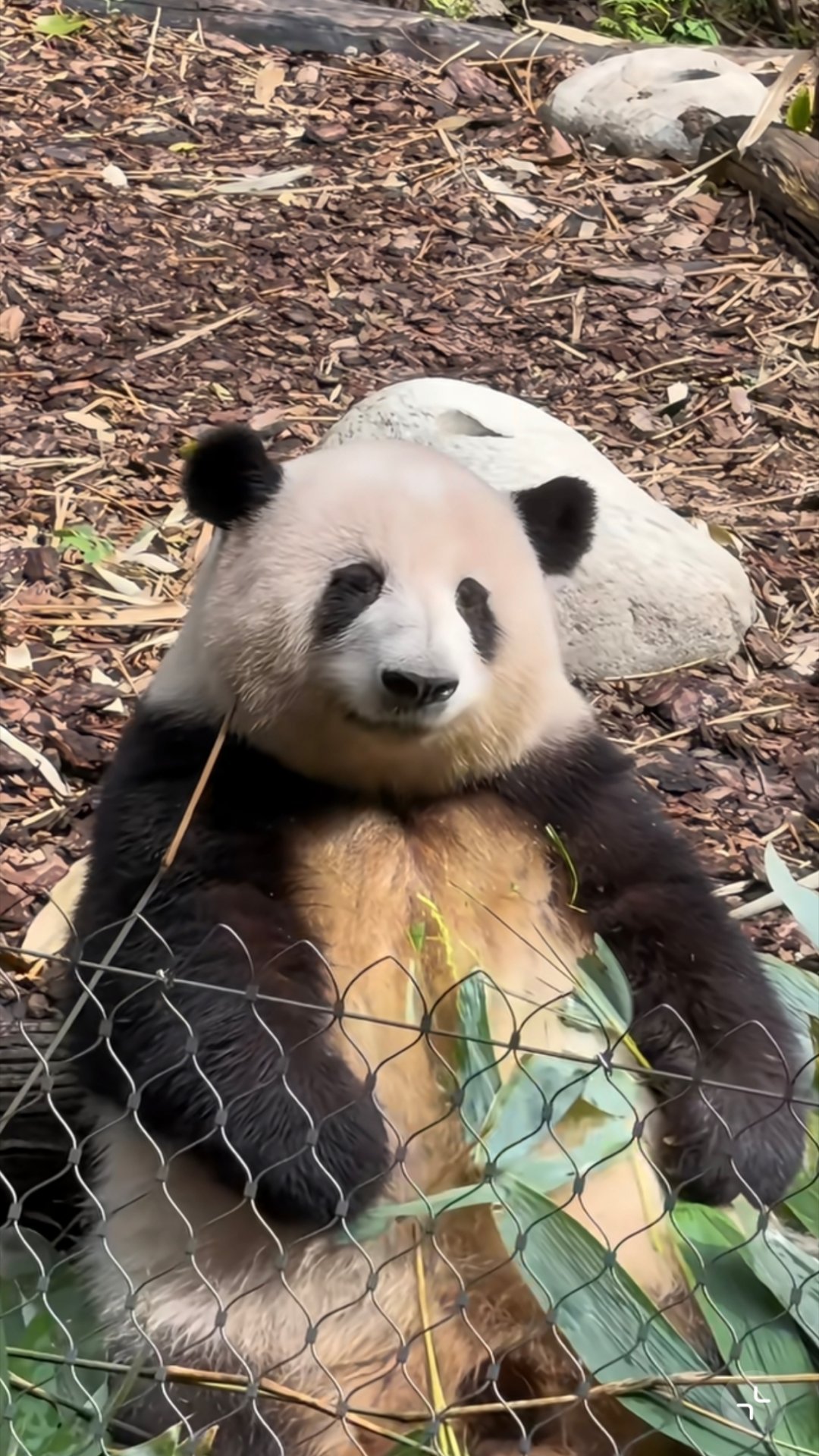 焦黄的小面包